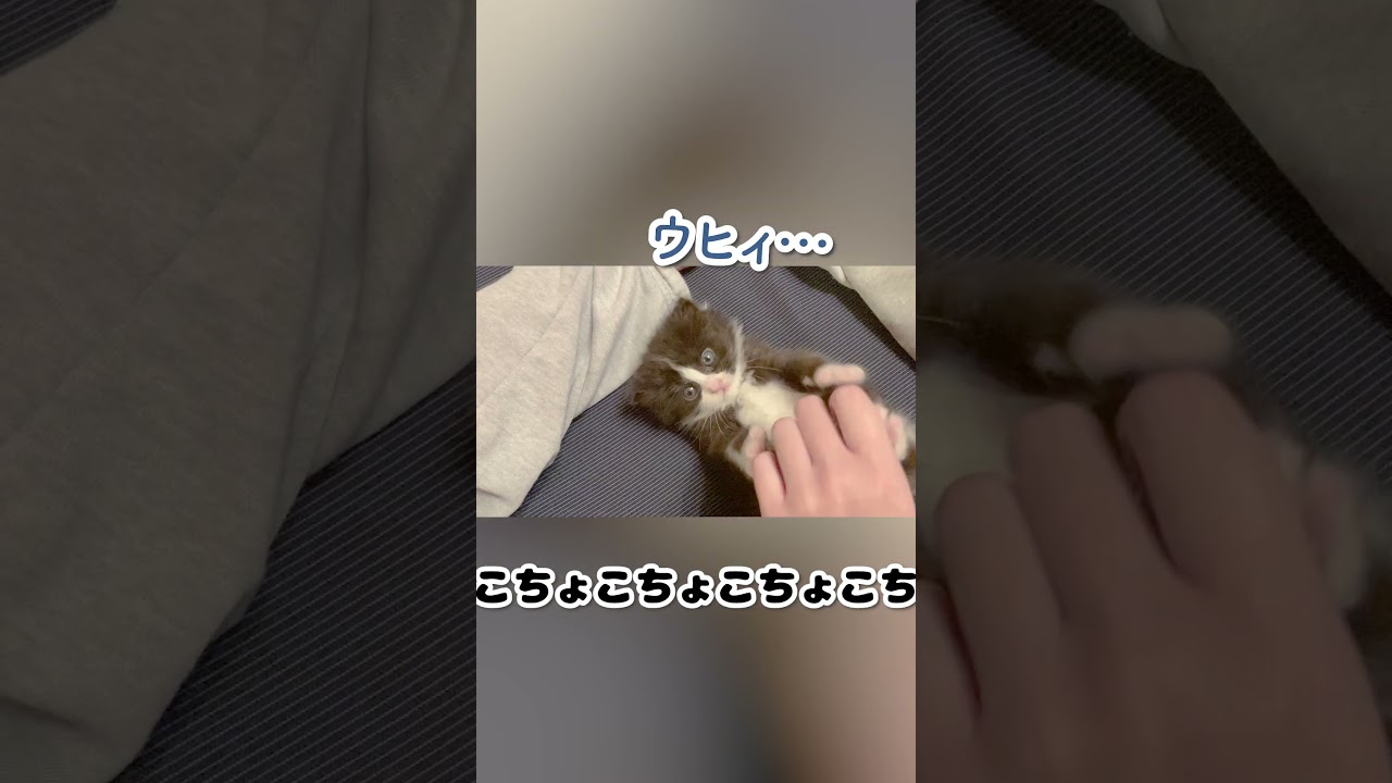 くすぐられすぎておかしくなってしまった子猫 #shorts