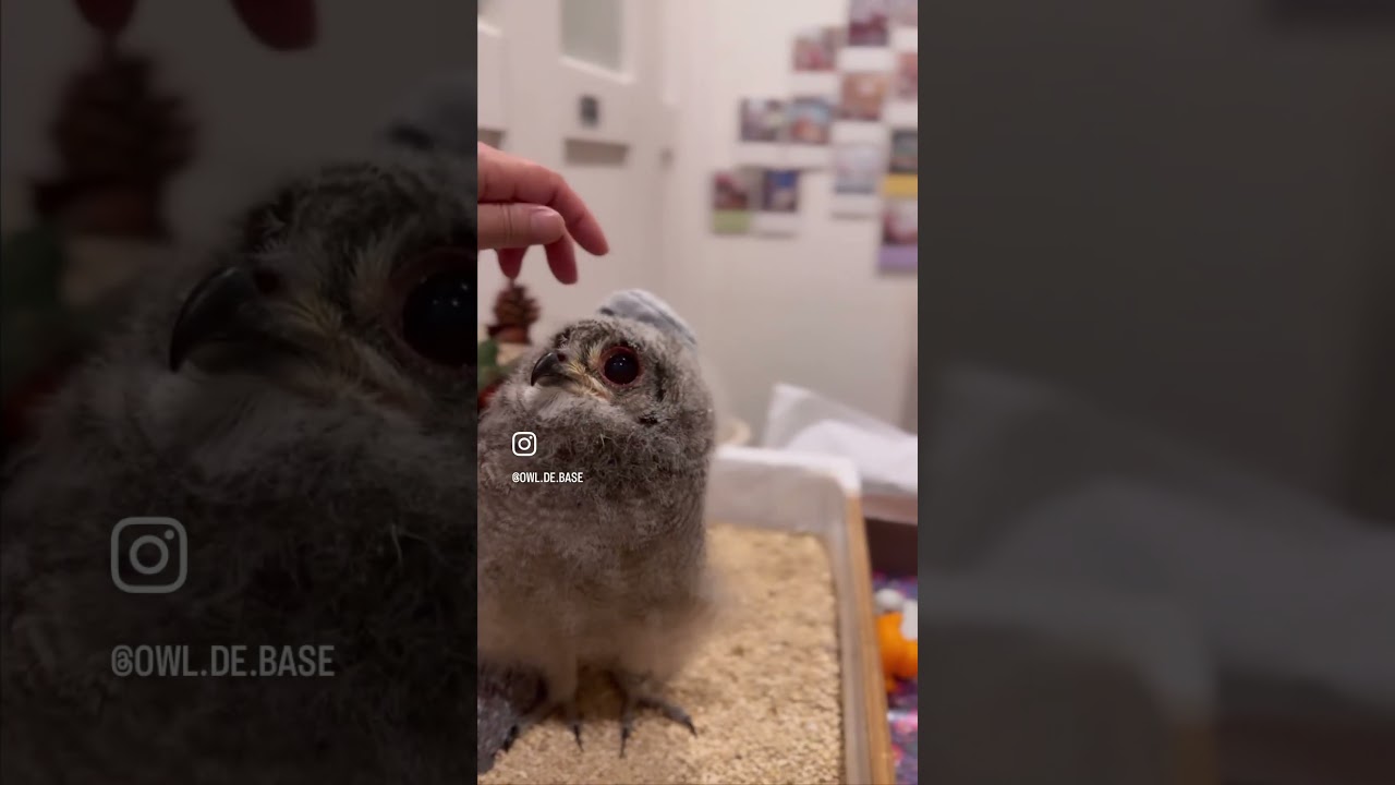謎に可愛いアビシニアンワシミミズク雛ちゃん販売中✨