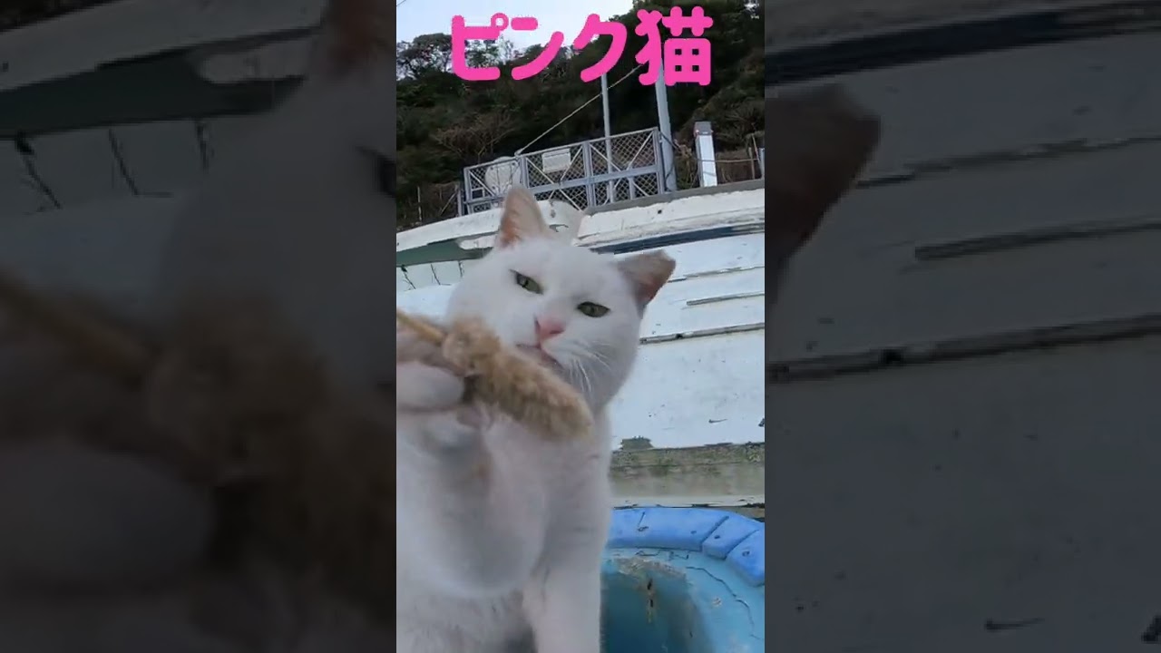 優し過ぎるピンク猫ちゃんの猫じゃらしダンス Japanese cats #shorts