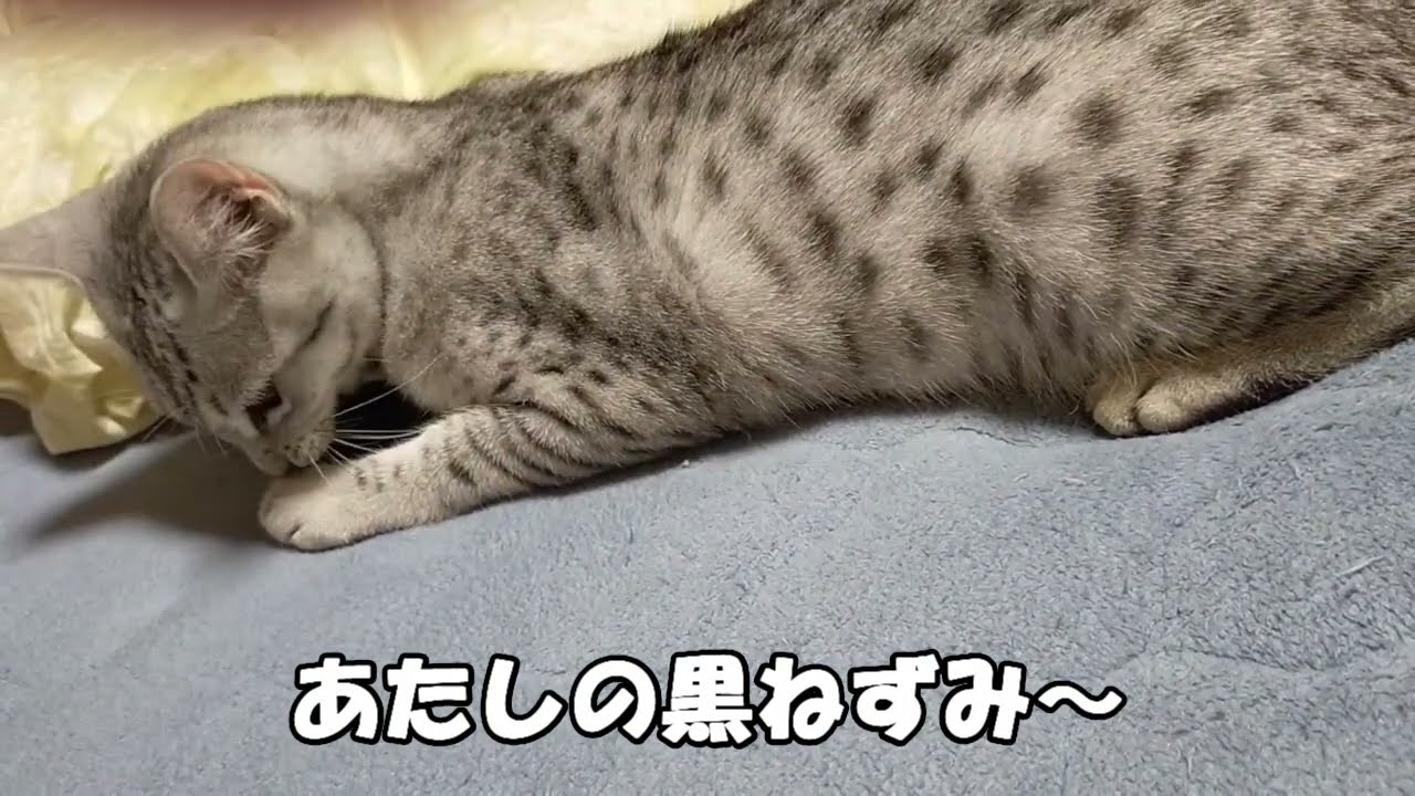 【エジプシャンマウはる】　あたしの黒ねずみ　平日Ver. （猫動画）