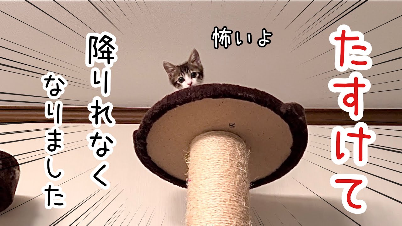 子猫が初めて助けを求めてたので救出すると思いがけない行動をしました…【預かり保護猫】