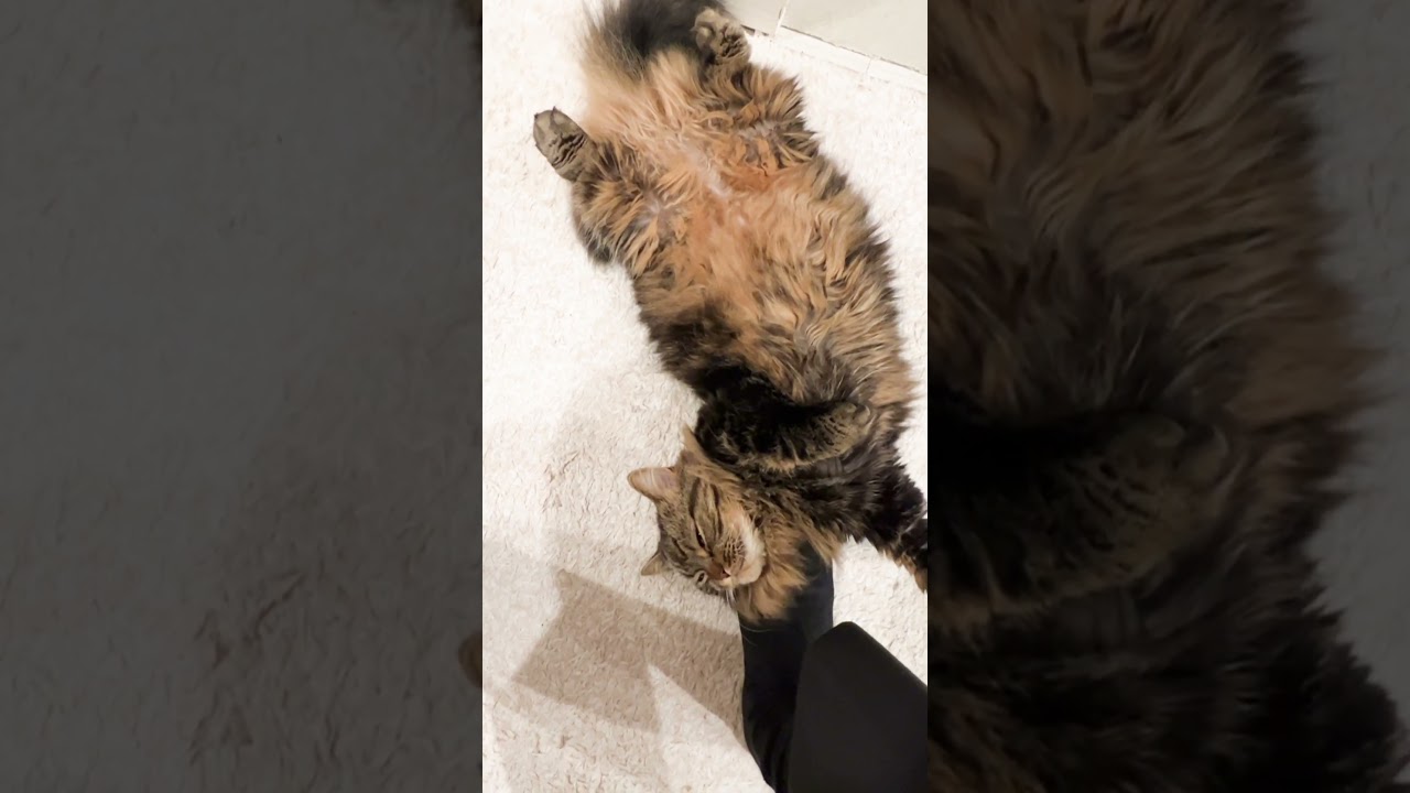 足を枕にくつろぐ王【マンチカンのアーサー】 #Shorts