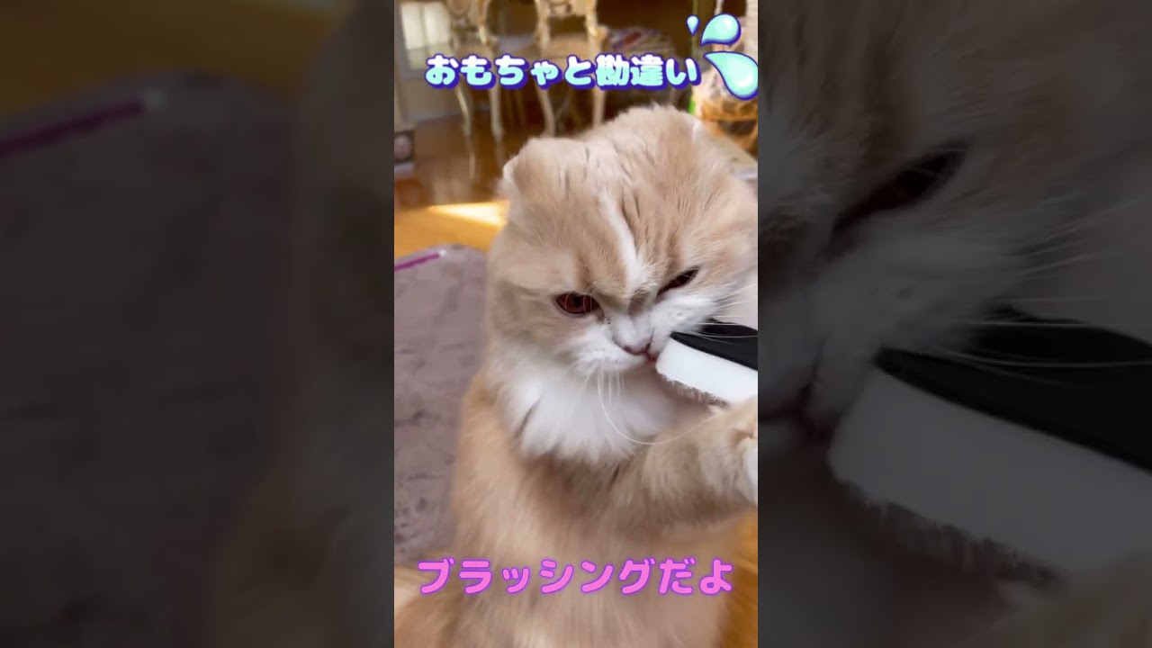 【スコティッシュフォールド】#Shorts勘違いする猫（ほてちゃん）