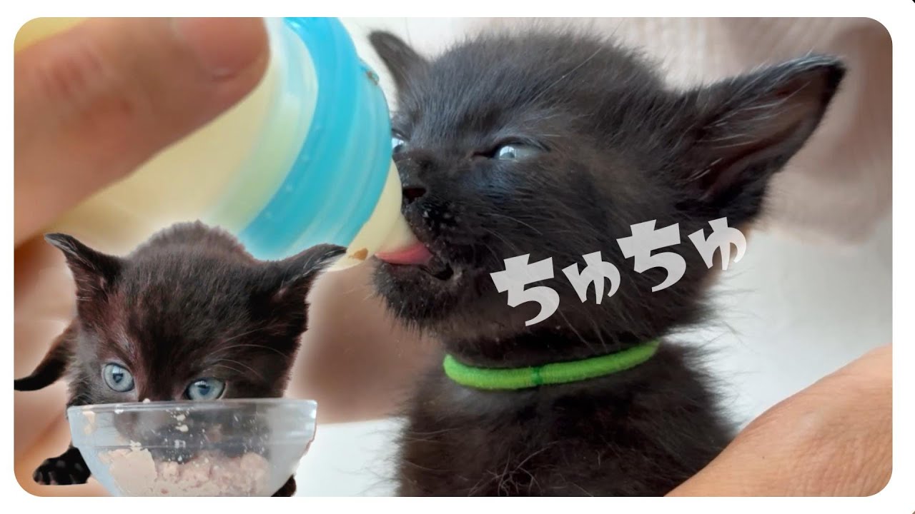 【6子猫ミルボラ】それぞれ個性が出てきてかわいさがパワーアップ！【保護猫生活24日目】