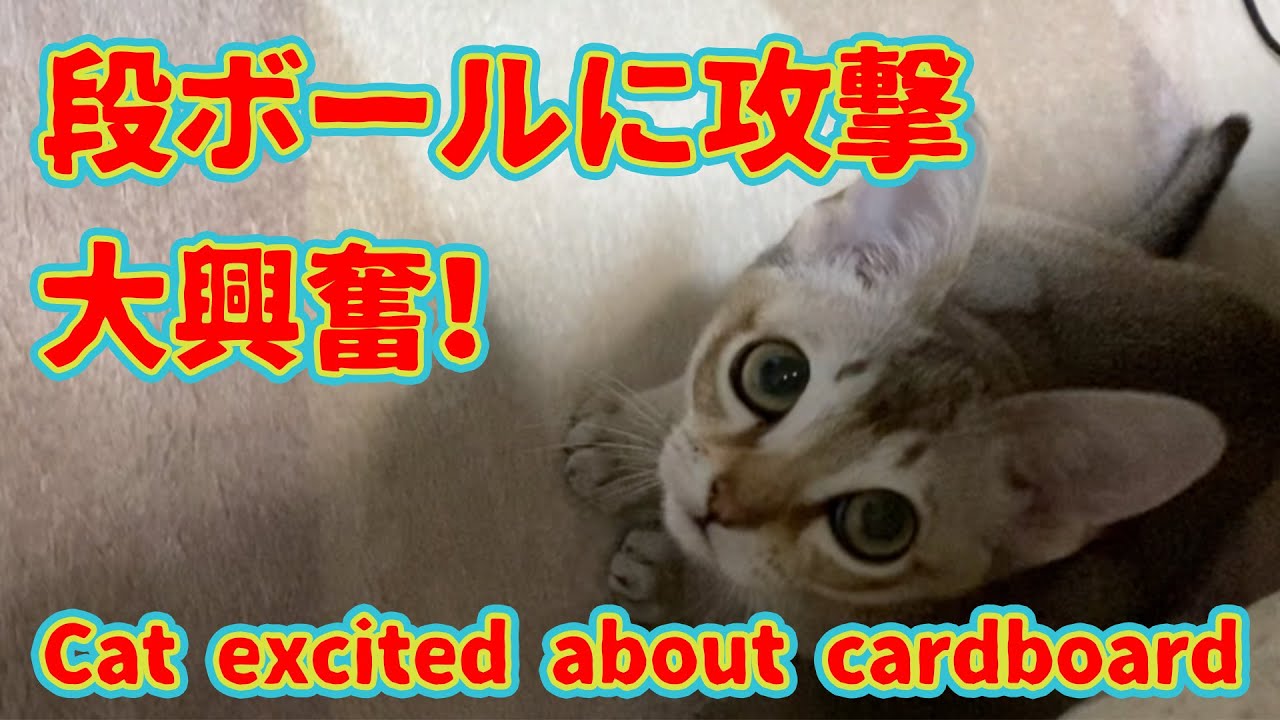 初めて段ボール攻撃する猫がこちらです。過保護な【シンガプーラ】
