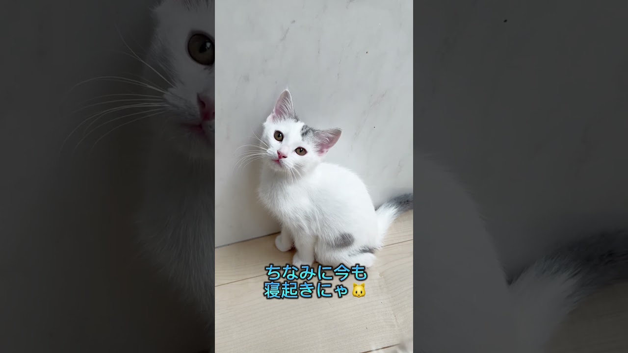 大福カラーのマンチカンちゃん🩷 【お問合せ詳細は説明欄に記載あります】 #マンチカン #子猫 #ブリーダー直販 #猫 #猫のいる暮らし #ミヌエット #子猫販売 #ラパーマ #スクーカム #猫動画