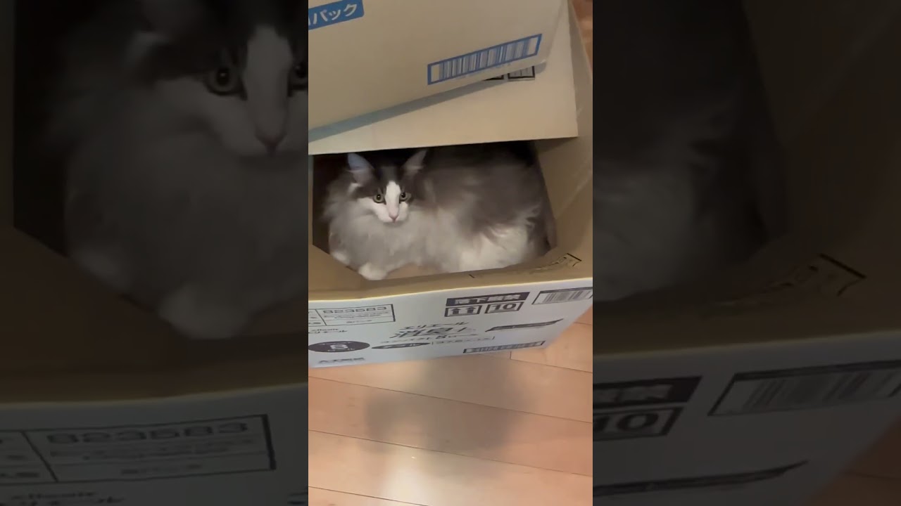 落とし穴にハマってしまった猫【メインクーン】#shorts