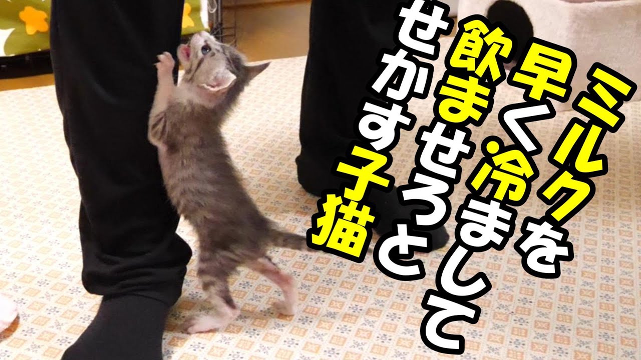 待ちきれない子猫が鳴きながらミルクの催促をしてくる【赤ちゃん猫　保護猫】