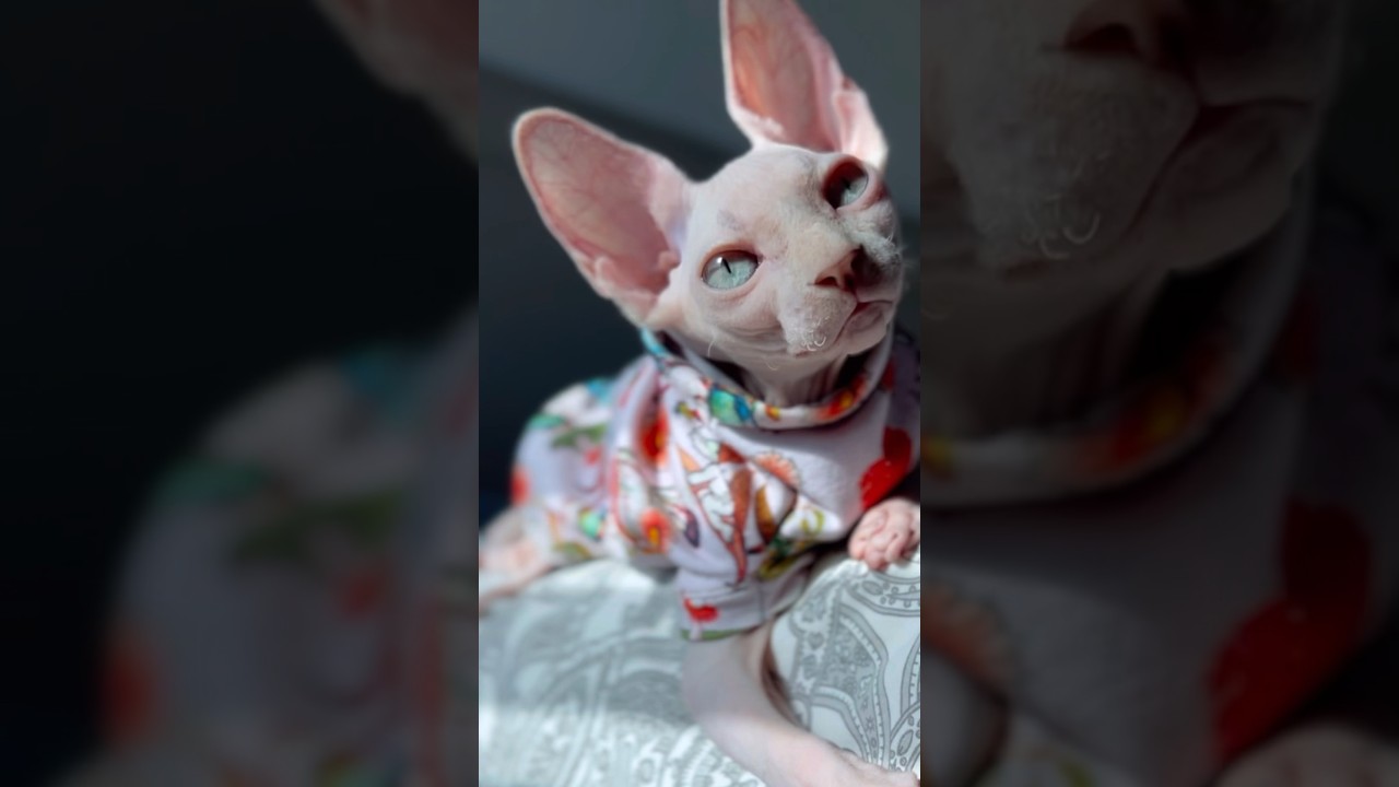 日向ぼっこを楽しむ毛のない子猫【スフィンクス猫】