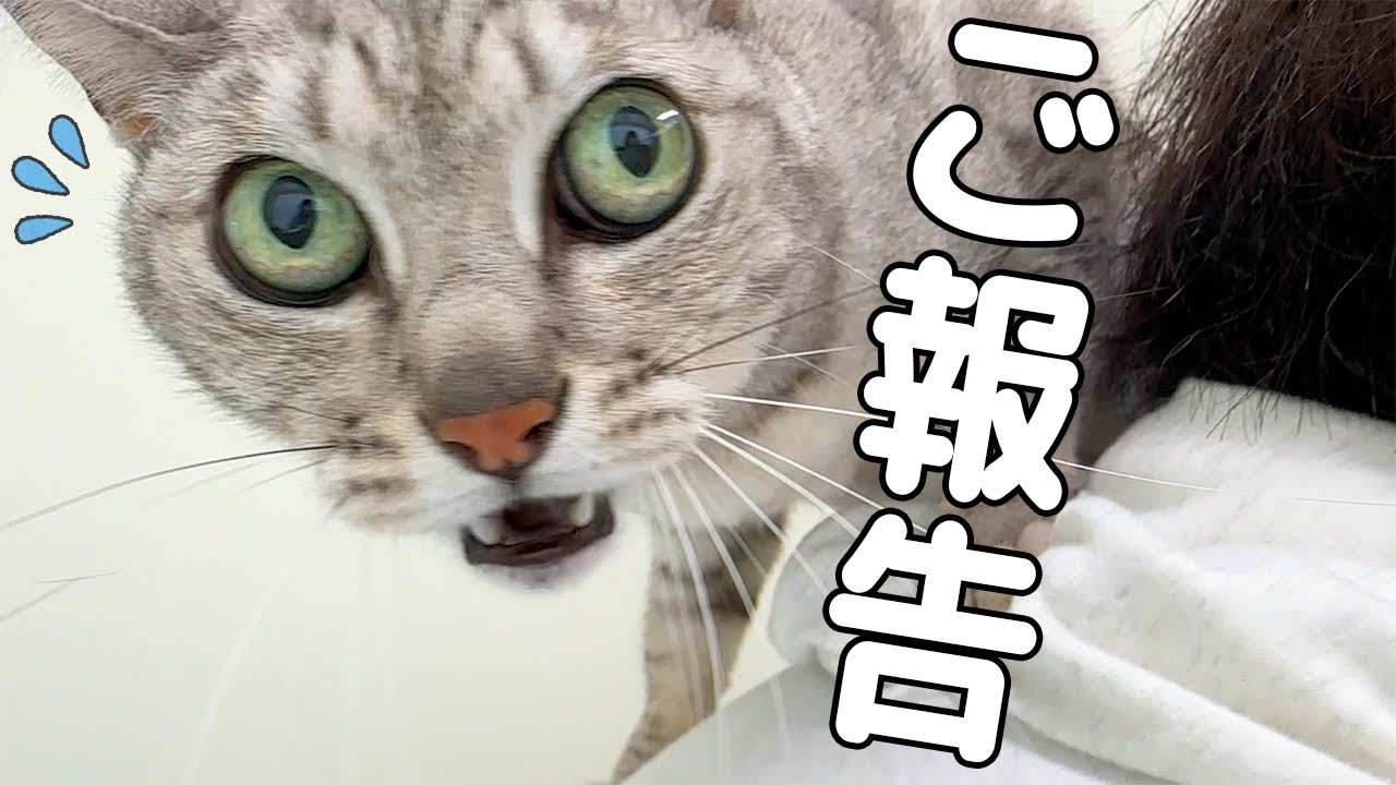 【ご報告】半年ぶりの健康診断でマロの肝機能に異常が見つかりました…