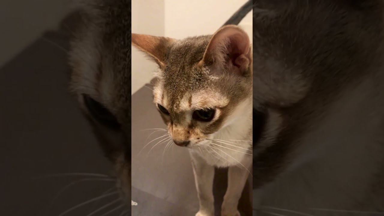 洗濯機の上でスリスリ甘えるシンガプーラなのにゃ♪