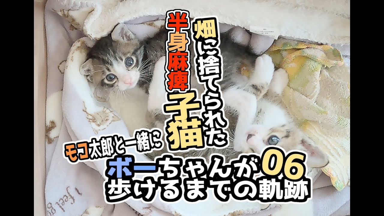 【畑に捨てられた子猫のその後】ボーちゃんが歩けるようになるまでの軌跡06