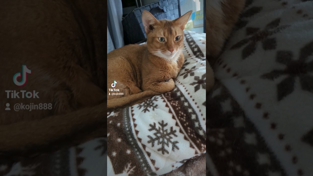 5/20もっふり寝るあびにゃん（´・ω・`） #cat #猫 #ねこ #アビシニアン