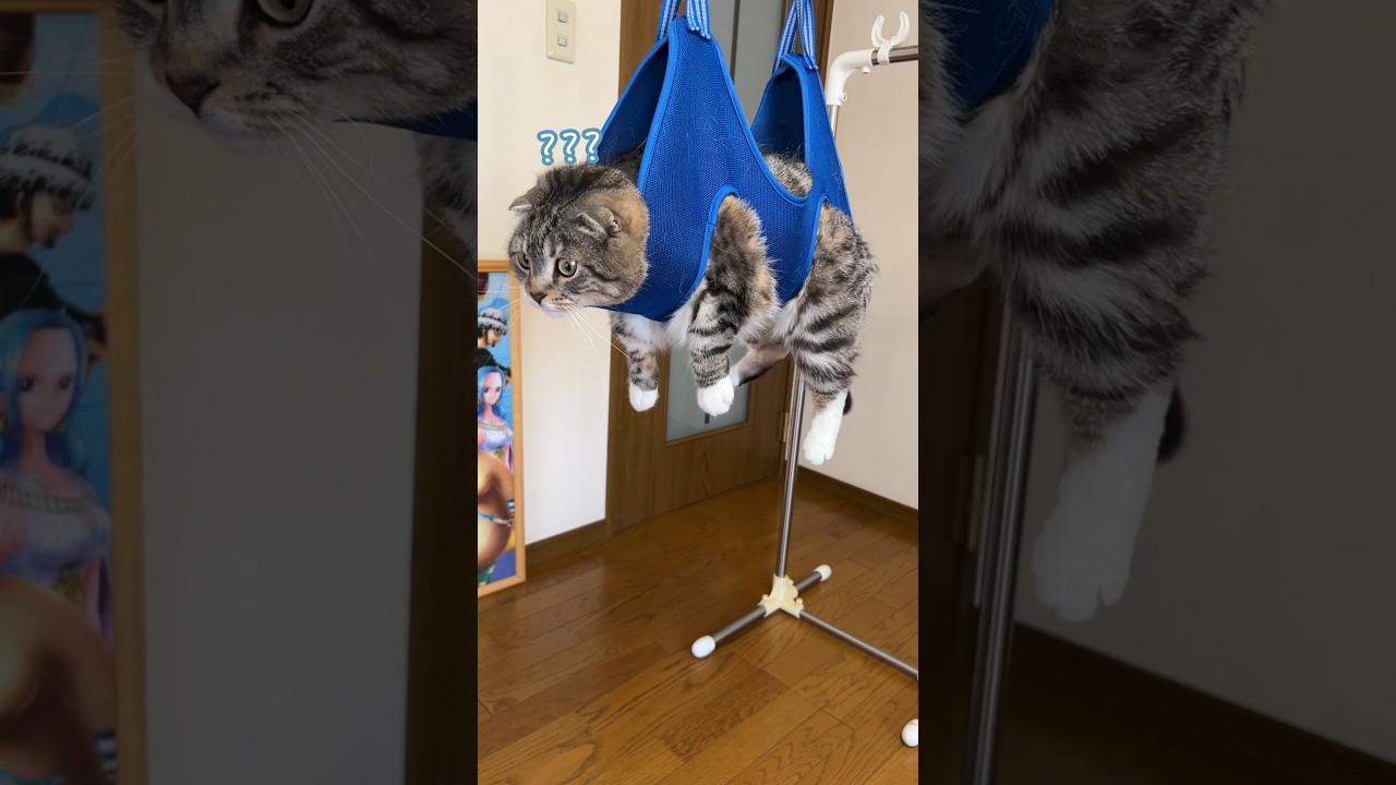 【検証】ハンモックを使うと猫の爪が簡単に切れるってほんと？ #猫 #猫のいる暮らし #猫用品 #shein
