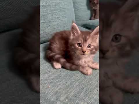 メインクーン シルバークラシックタビーの男の子♪