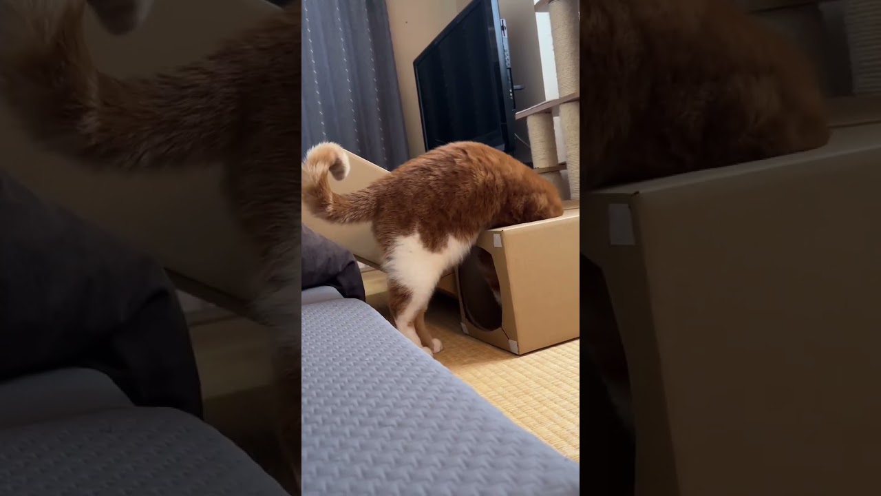 猫ってこういう感じだったっけ😂？ #猫 #スコティッシュフォールド#猫おもしろ