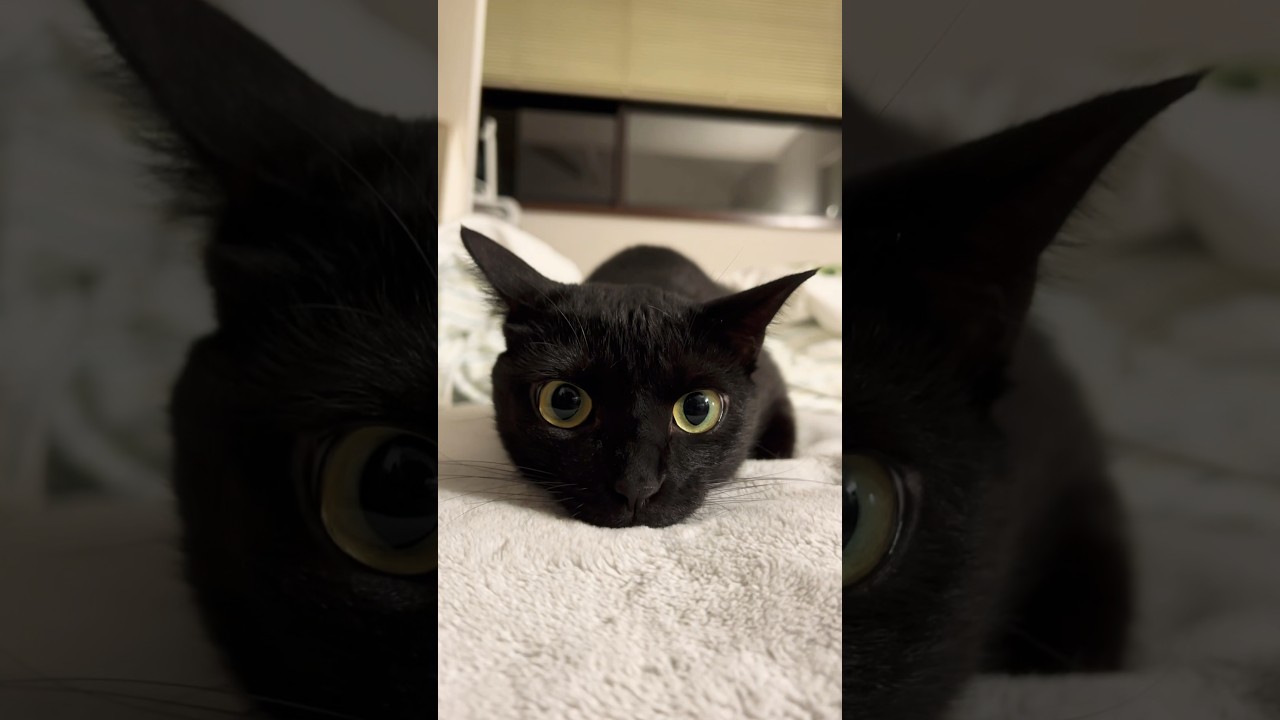 お目目クリンクリン🥺🥺 #保護猫 #猫 #子猫 #保護子猫 #cute #kittycat #cutecat #cutekitty #cat #kitty