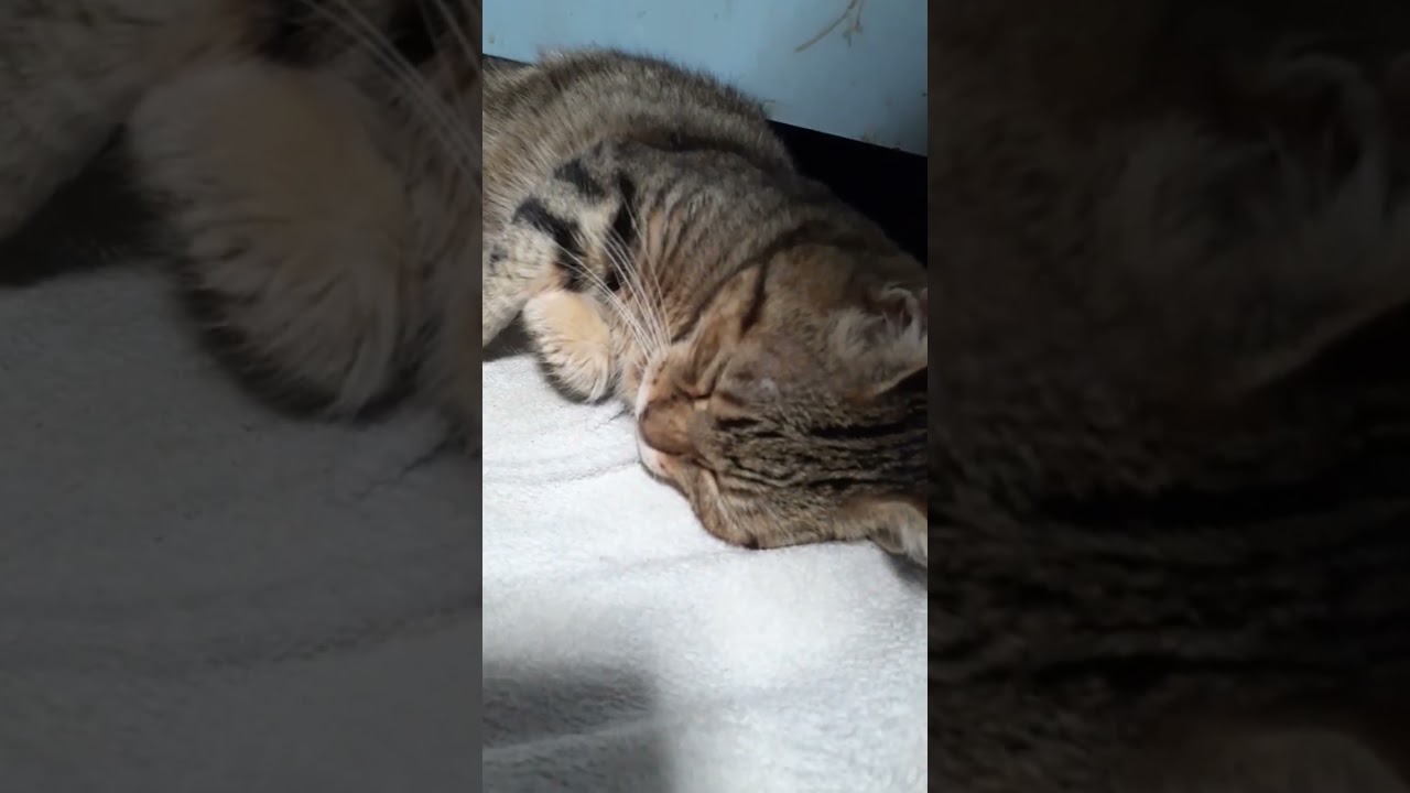 【マンチカン】どこで寝てるの🤣 #cat #猫 #マンチカン #もふもふ