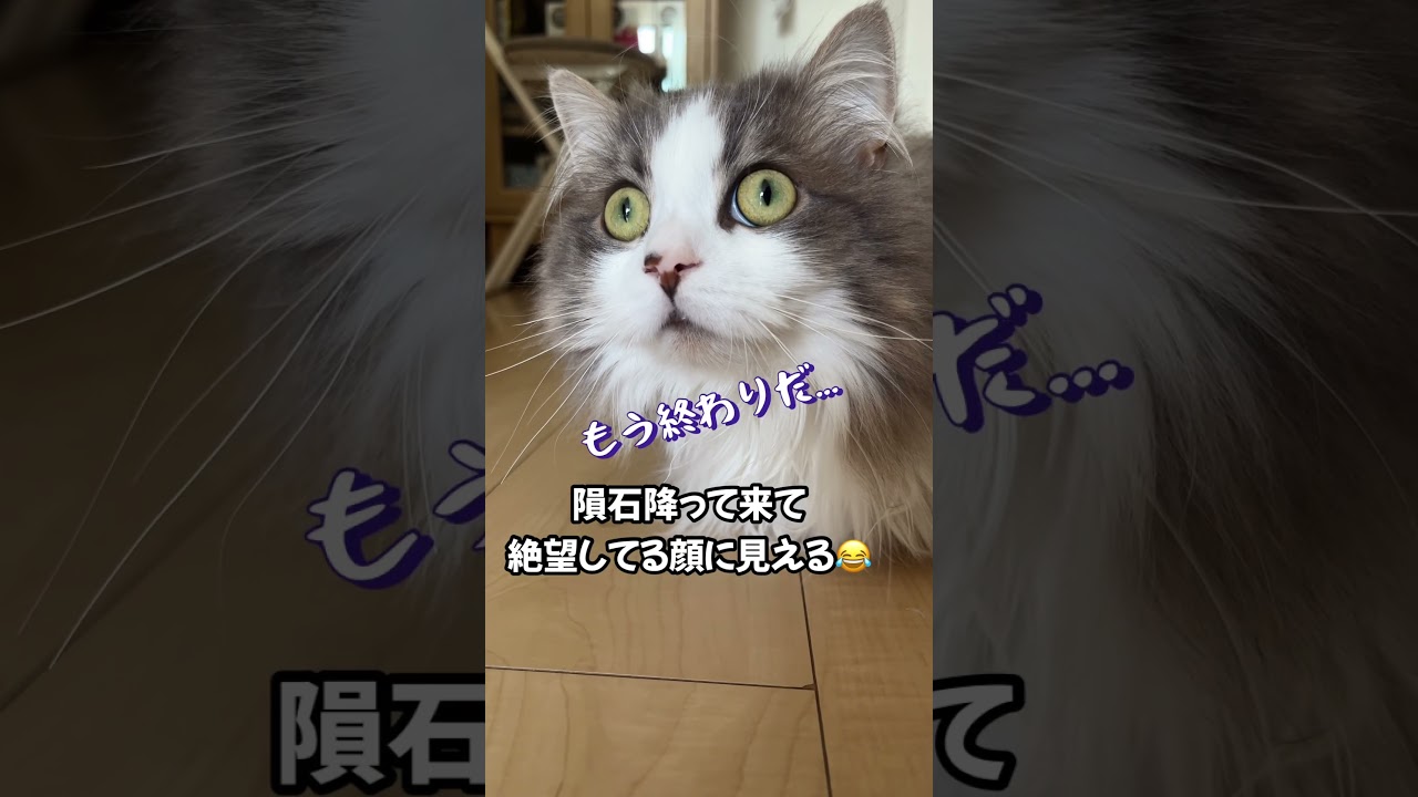 地球滅亡の日#ラガマフィン #猫 #cat #かわいい #おすすめ #shorts #あさひなさんた