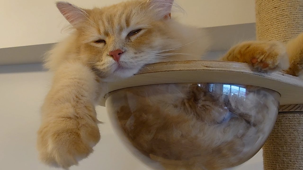 豪快にくつろぐ子猫が可愛すぎましたw【サイベリアン】