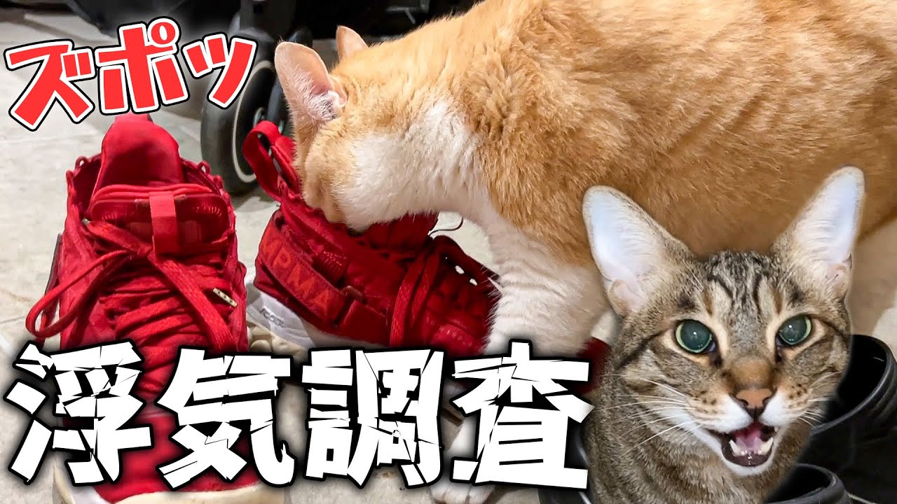 嫉妬深い猫たちの浮気チェック！ 突然いなくなった飼い主が帰ってきたら靴の中まで徹底的に調べられましたwww