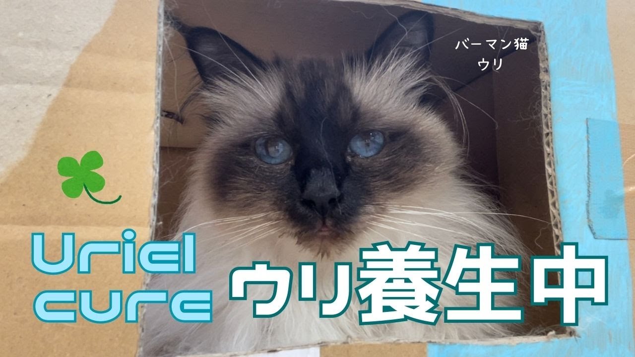 バーマン猫ウリ【ウリ養生中】Uriel cure（バーマン猫）Birman/Cat