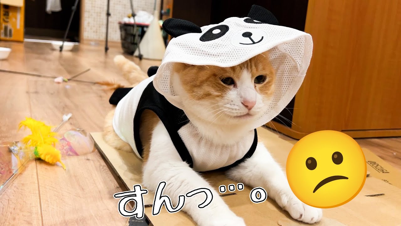 ぱっつんぱっつんのお洋服でミッヂミヂになってしまったねこ。