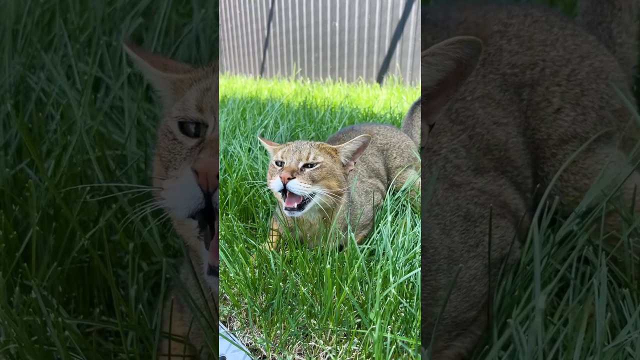 Переселили чаузи Астрид и абиссинку Грейси 😺