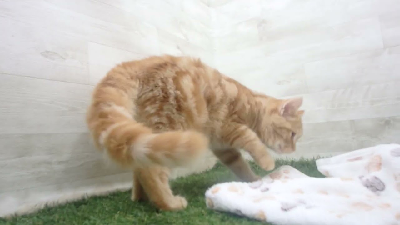 Coo&RIKU　No00629947 スコティッシュフォールド