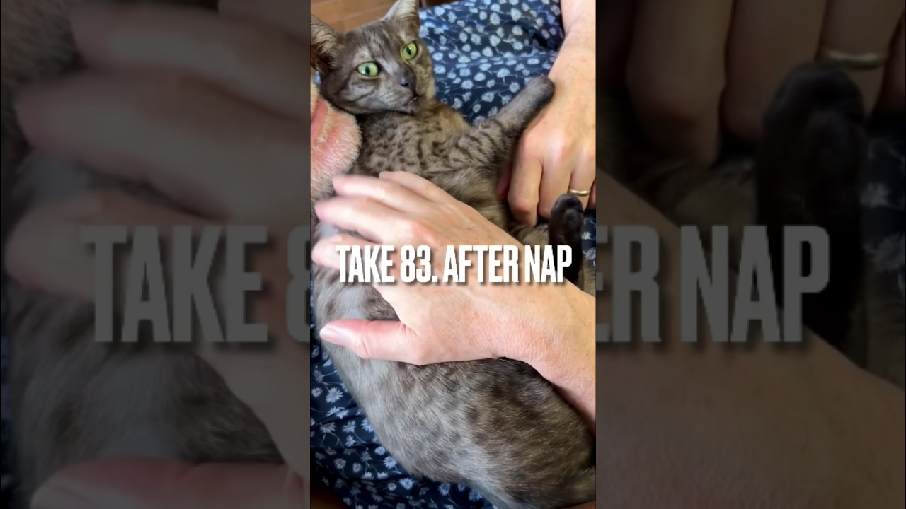 #お昼寝 後の#パパ の#なでなで  最高にゃ❤️#撮らないでにゃ #エジプシャンマウ #afternap #ねこのいる生活 #shorts