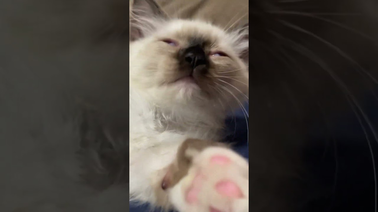 ラグドール子猫のあくび