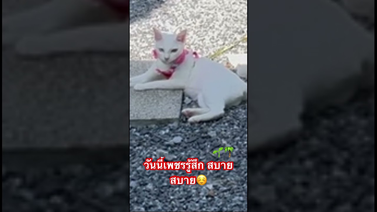 #เพชรจอมซน! #lovecat #แมวน่ารัก #แมวซน #thailandcat #แมวไทย #shorts