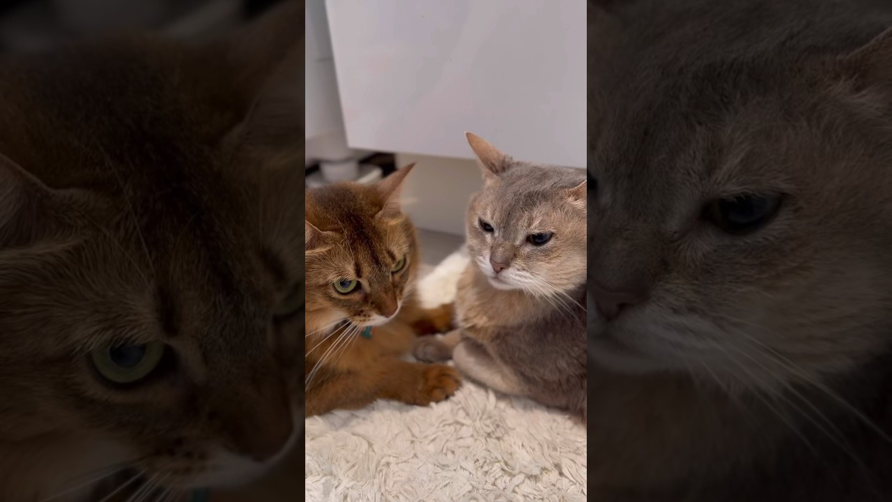 風呂好きな猫と付き人