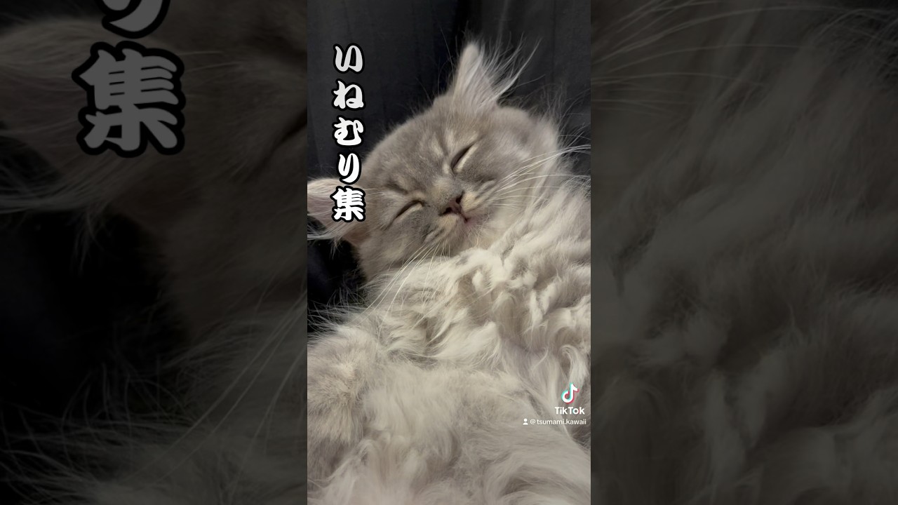 【まとめ】本気で眠る子ネコが可愛すぎる・・・  #ラガマフィン #つまみちゃん #かわいい #猫 #cat #子ねこ #shorts #おすすめ #寝落ち #おもしろ