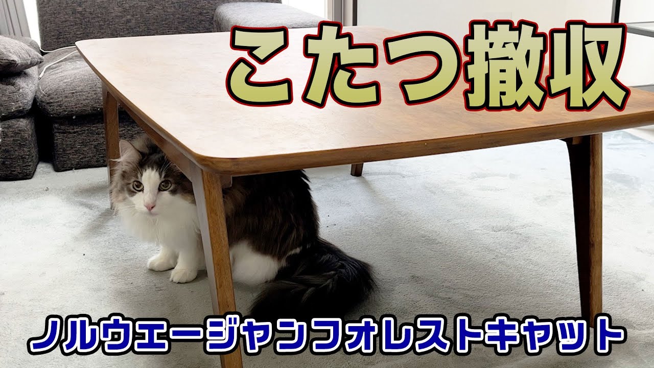 こたつを撤収された猫のリアクション。【ノルウェージャンフォレストキャット】