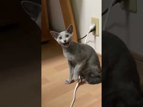 ロシアンブルー鳴き声