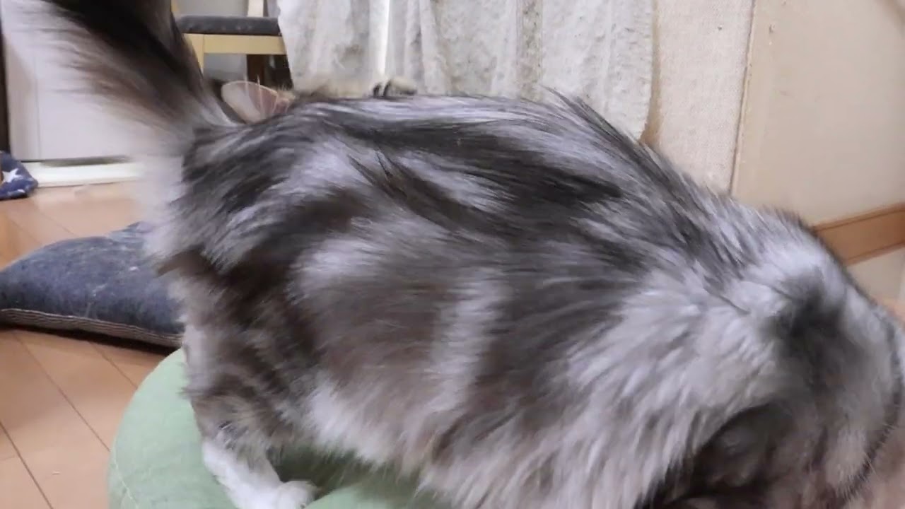 クッションが大好きメインクーン子猫たち