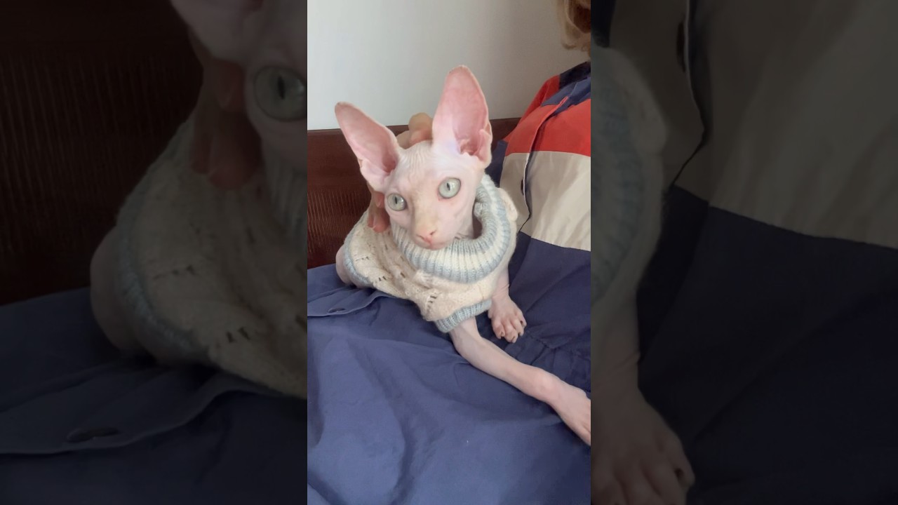 新しく毛のない猫が家族に仲間入り【スフィンクス猫】
