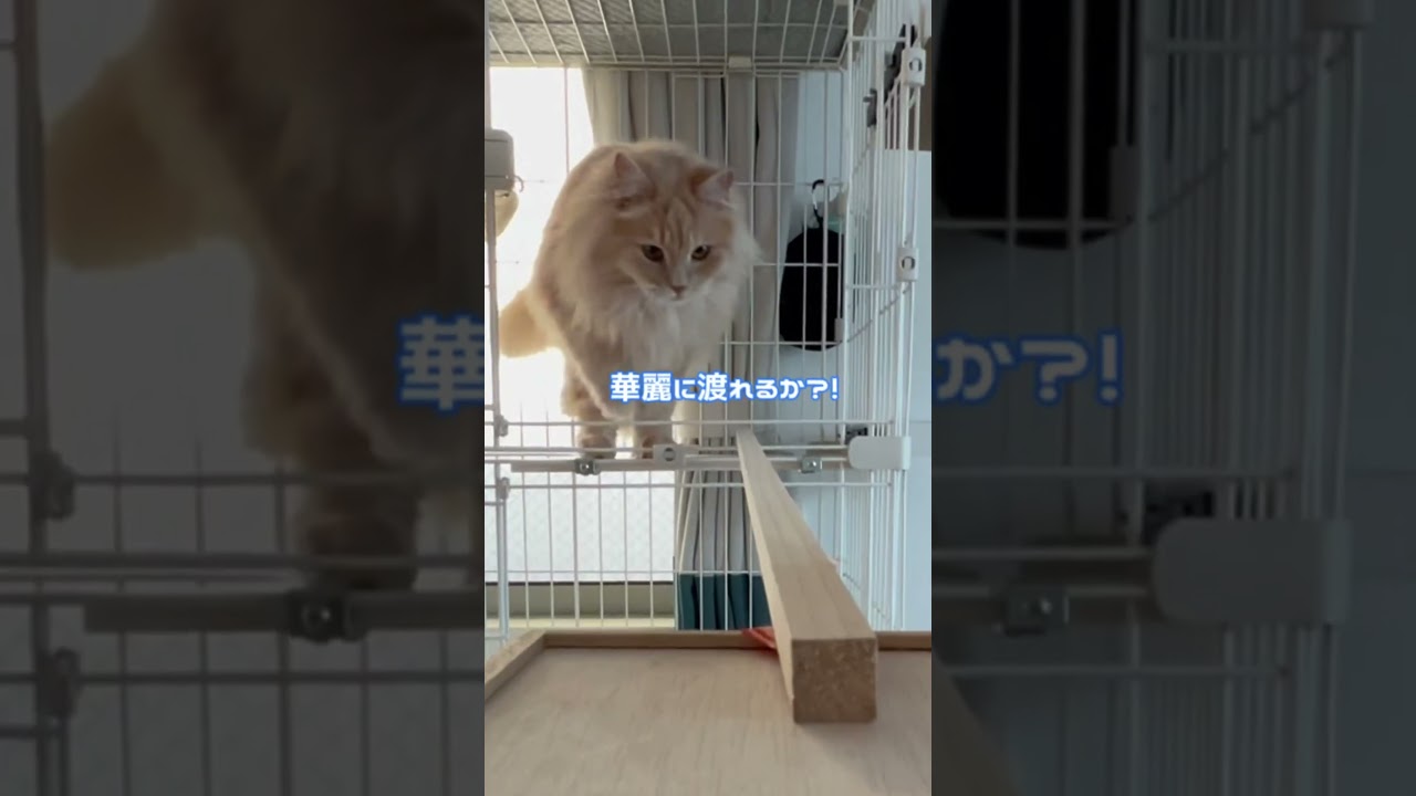 猫は何cm幅まで歩ける？平均台チャレンジ🥹✨#平均台 #チャレンジ #運動能力