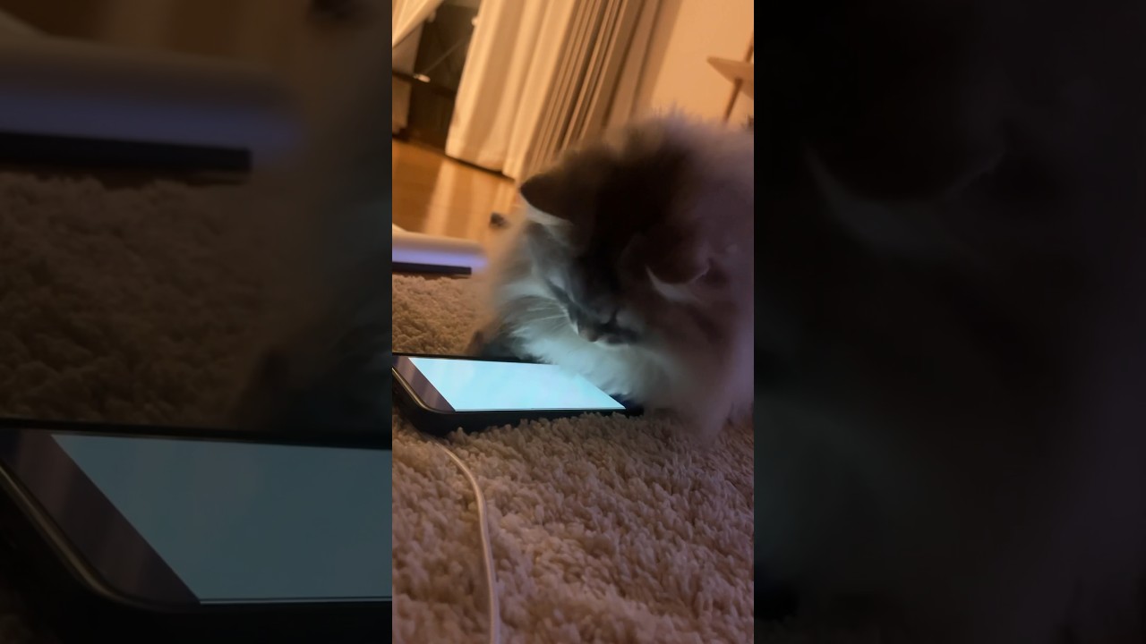 最近好きな猫の動画を作ってみた①#猫 #cat #ミヌエット #minuet #animals