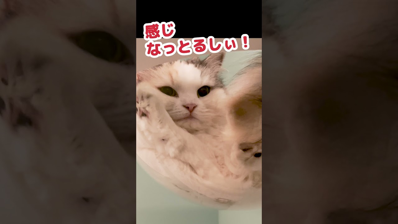 猫が液体になったら #Shorts