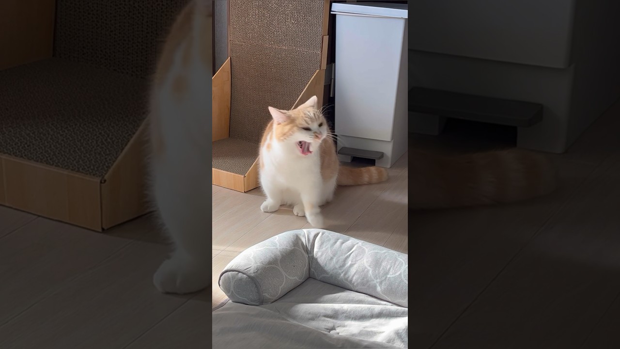 神々しい小移動　猫マンチカンまんじろう #cat