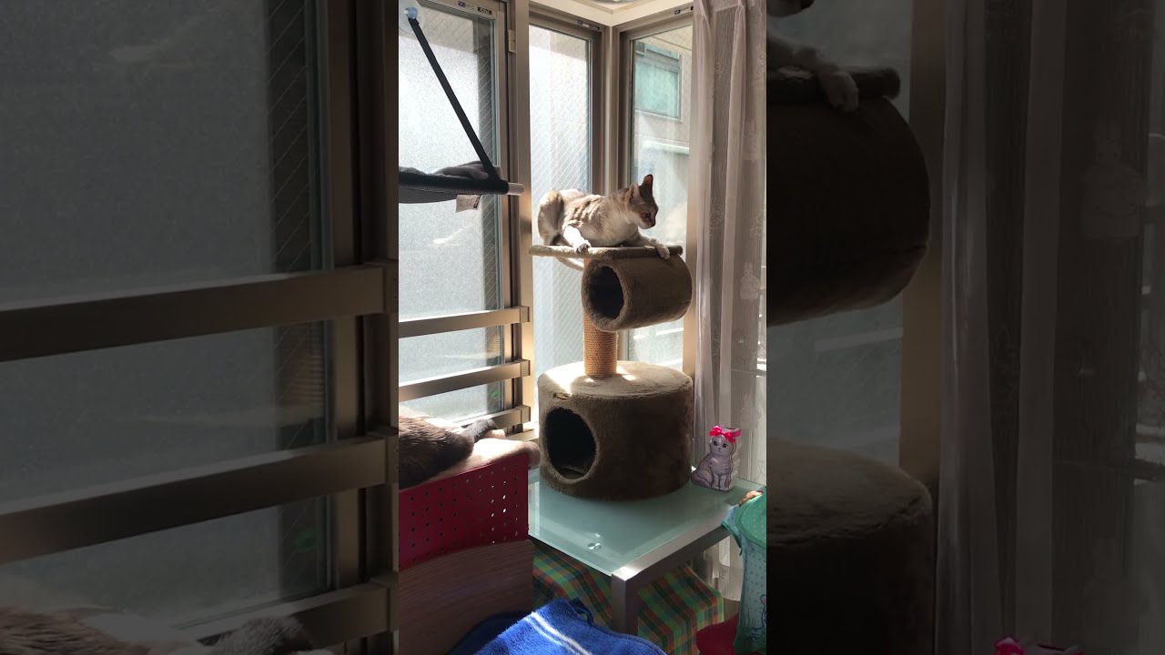 猫なのにのそのそとキャットタワーにのぼるシンガプーラと見物のたぬき猫なのにゃ♪