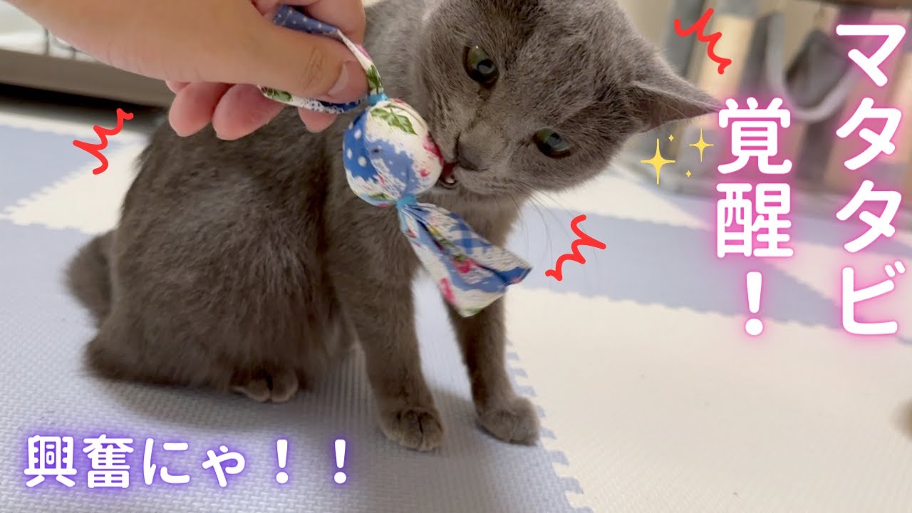 マタタビに大興奮する猫（ロシアンブルー）