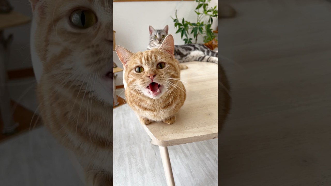 バン！って言われると思わず返事をしちゃうマンチカンのちゃーぼーがかわいすぎる！【猫の鳴き声】 #shorts