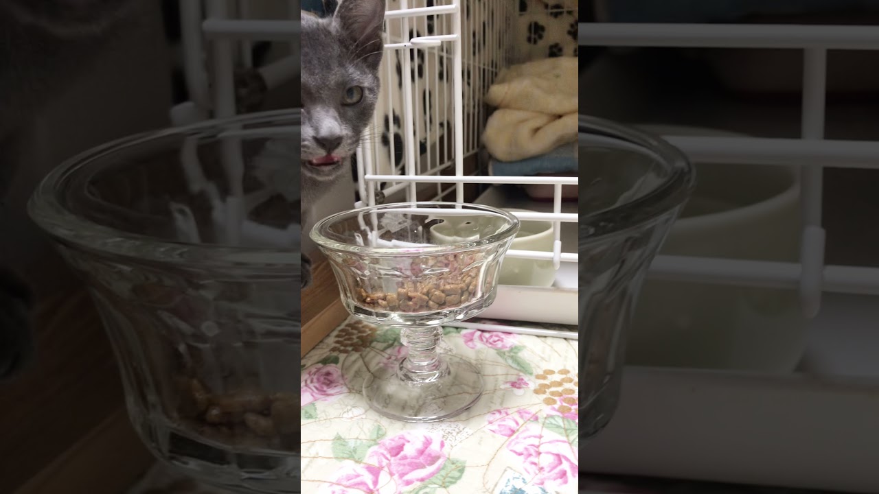 Cat Eating Dry Food #shorts