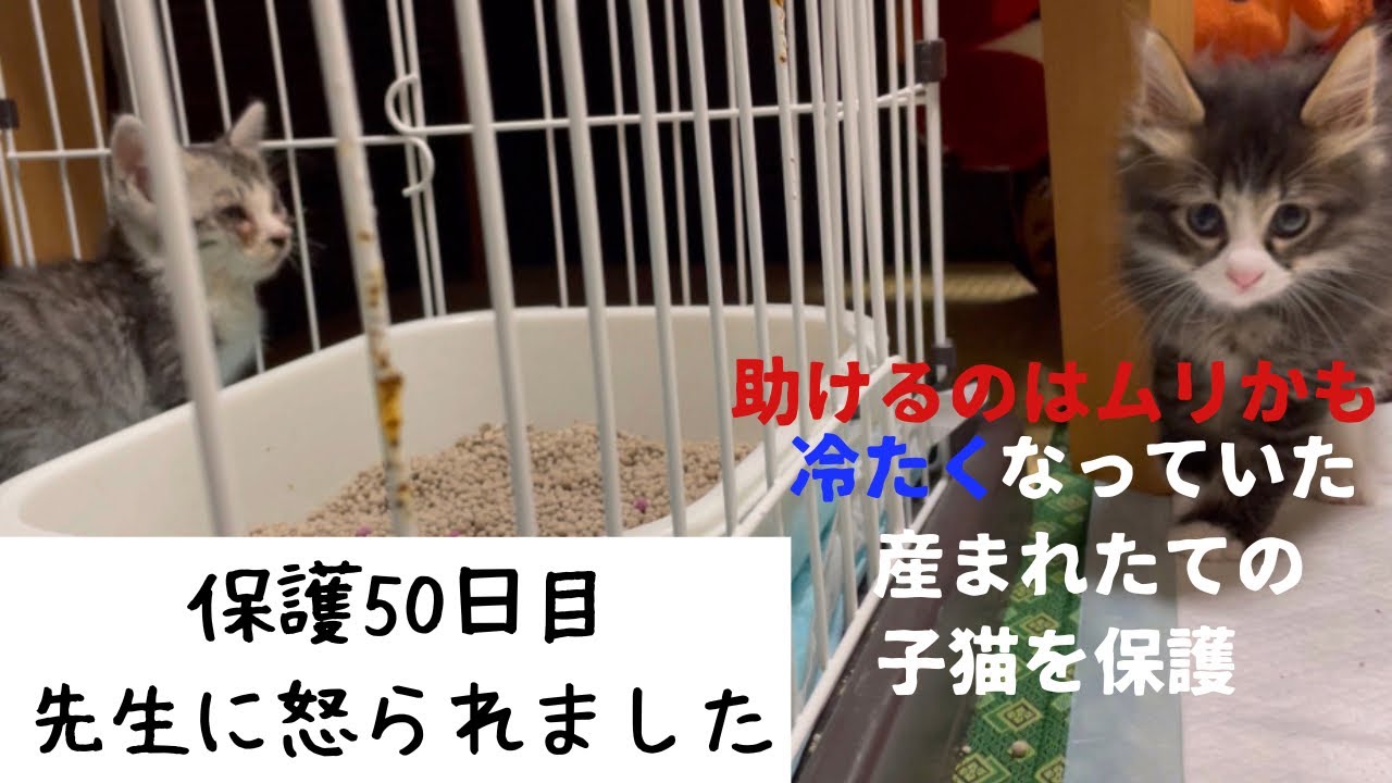 冷たくなっていた子猫の保護、50日目