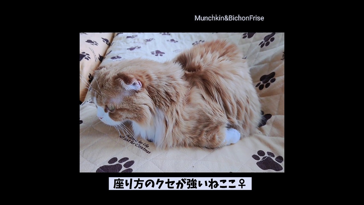 【マンチカン】オットセイみたいになってる猫が我にかえる瞬間w 【犬と猫、両方飼ってると毎日かわいい♥】