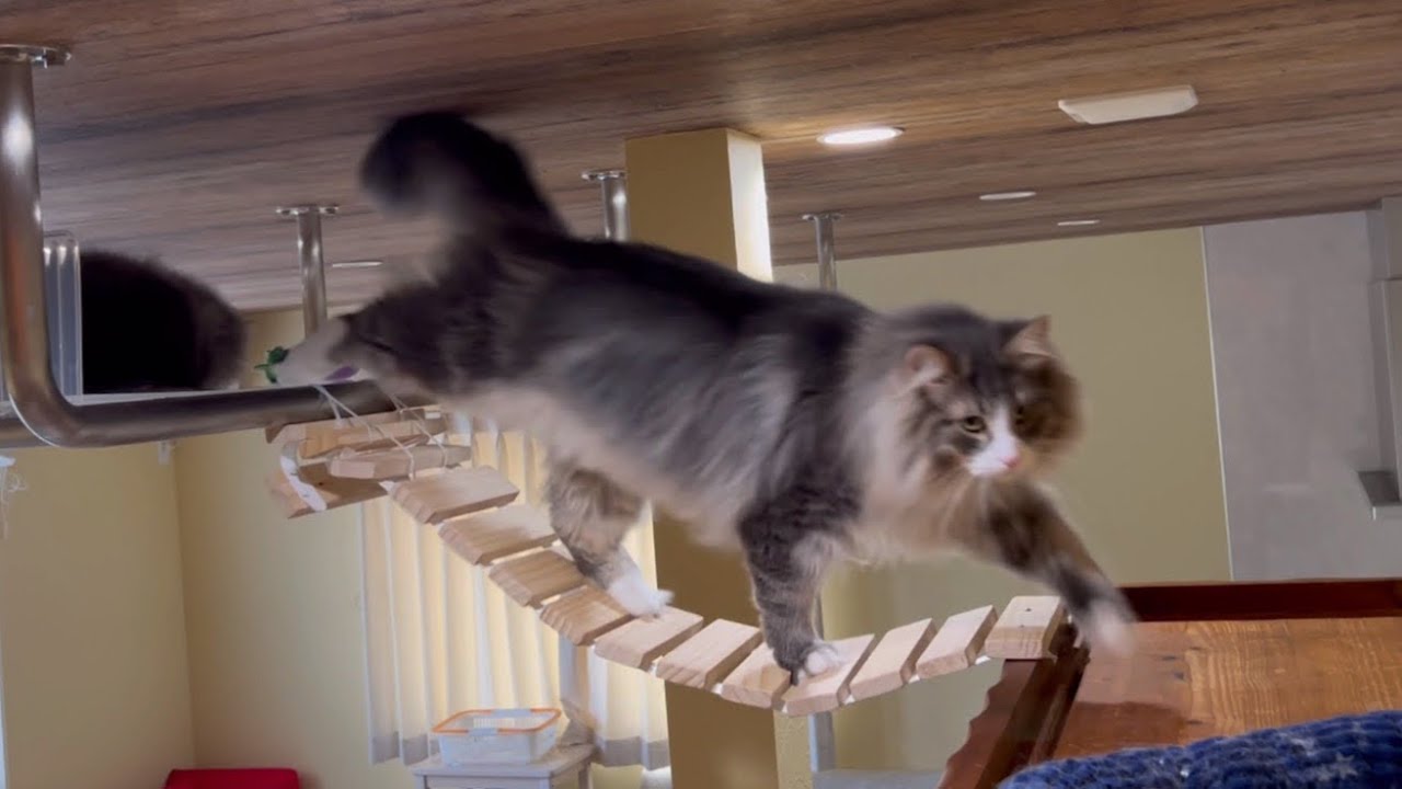 【お気に入り⭐️】手作りの橋を渡るノルウェージャンフォレストキャット❤︎