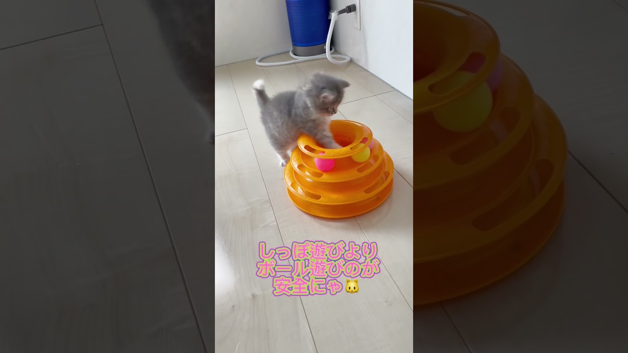 姉さんに怒られるラパーマちゃん😭 お問合せ詳細は説明欄に記載あります】 #マンチカン #子猫 #ブリーダー直販 #猫 #猫のいる暮らし #ミヌエット #子猫販売 #ラパーマ #スクーカム #猫動画